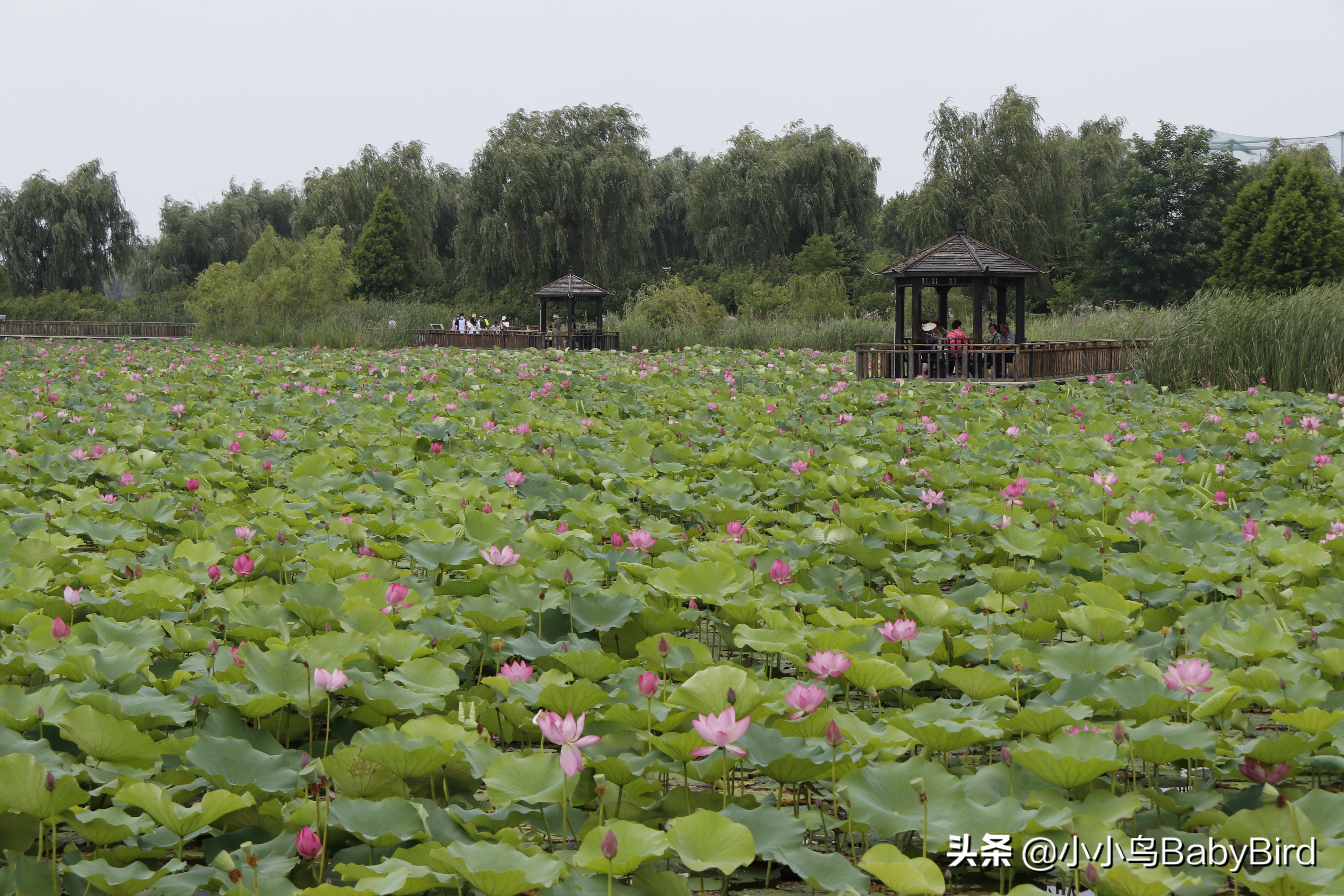 威海羊亭湿地公园深秋的美,大美威海羊亭公园