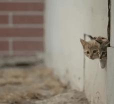 一到毕业季,我们大学的校猫就疯了哈哈哈