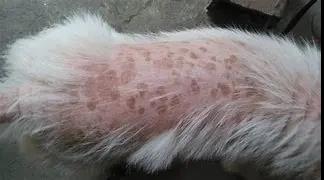 狗子掉毛红色,狗子掉毛皮肤发红是怎么回事