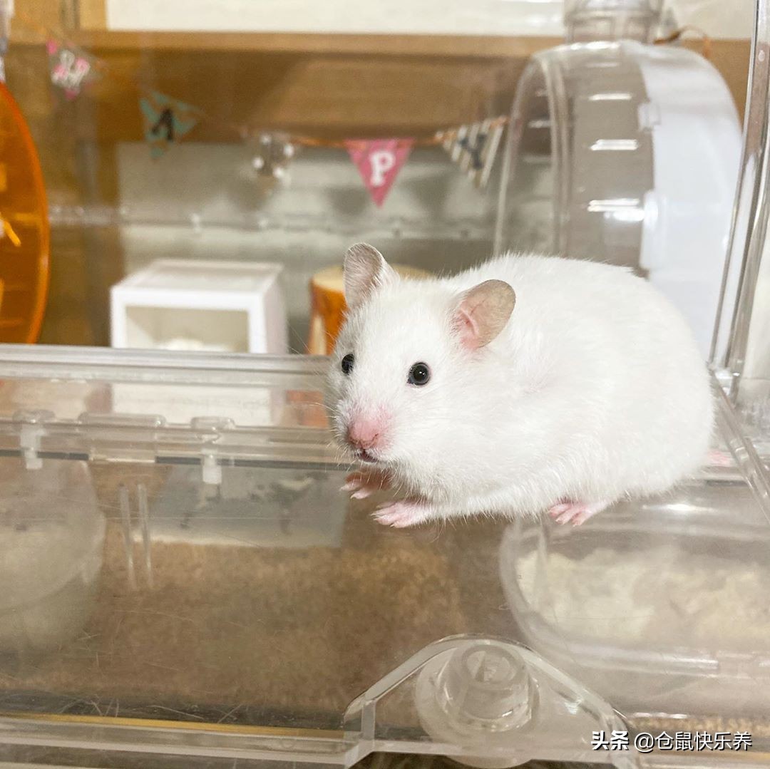 仓鼠“离家出走”是本性，经历过寒冷与饥饿后，鼠鼠选择了回笼