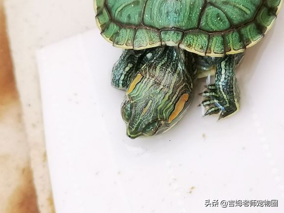 如何预防幼龟一般常见疾病,宠物龟常见疾病与治疗方法图片