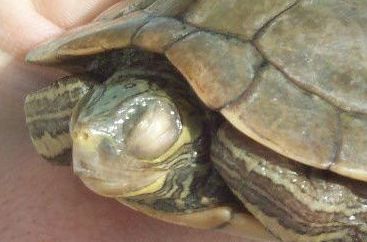 艾叶能治乌龟白眼病吗,乌龟闭眼伸脖子张嘴