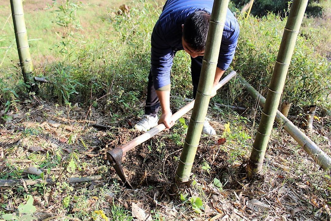 大叔挖冬笋全凭经验一挖一个准,挖冬笋新招式来了