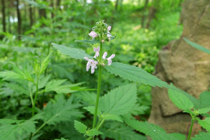 《说文解字》第105课:如何准确理解“蒹葭苍苍”?