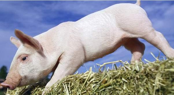 猪价告别疯狂涨势下半年猪价预测,最新猪价预测未来十天猪价