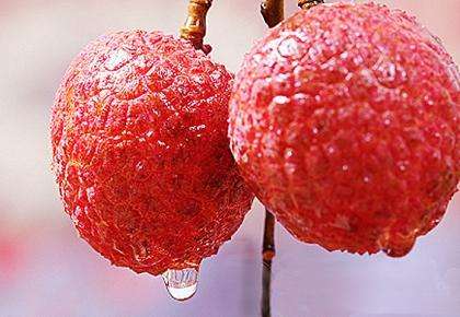 dragonfruit,dragonfruit是什么意思