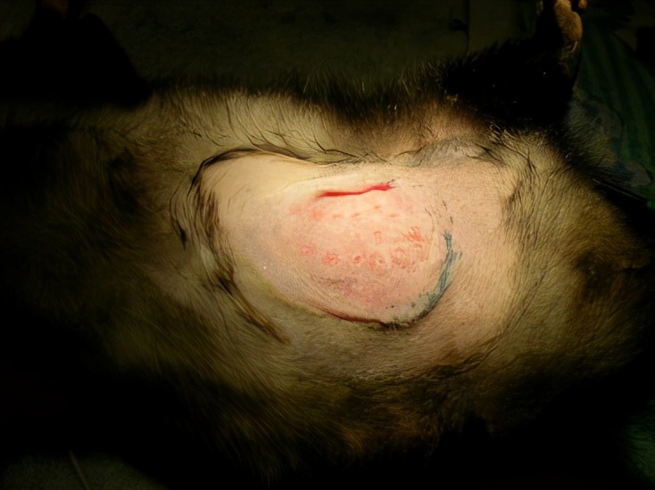 长着奇葩双生殖系统，却脸盲不识交配对象，雄负鼠乐享齐丁之乐