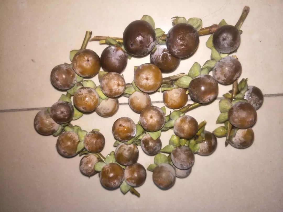 房山南北梯摘柿子,冬天去清凉山摘柿子