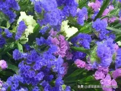 各种花的花语文案,花的花语100种