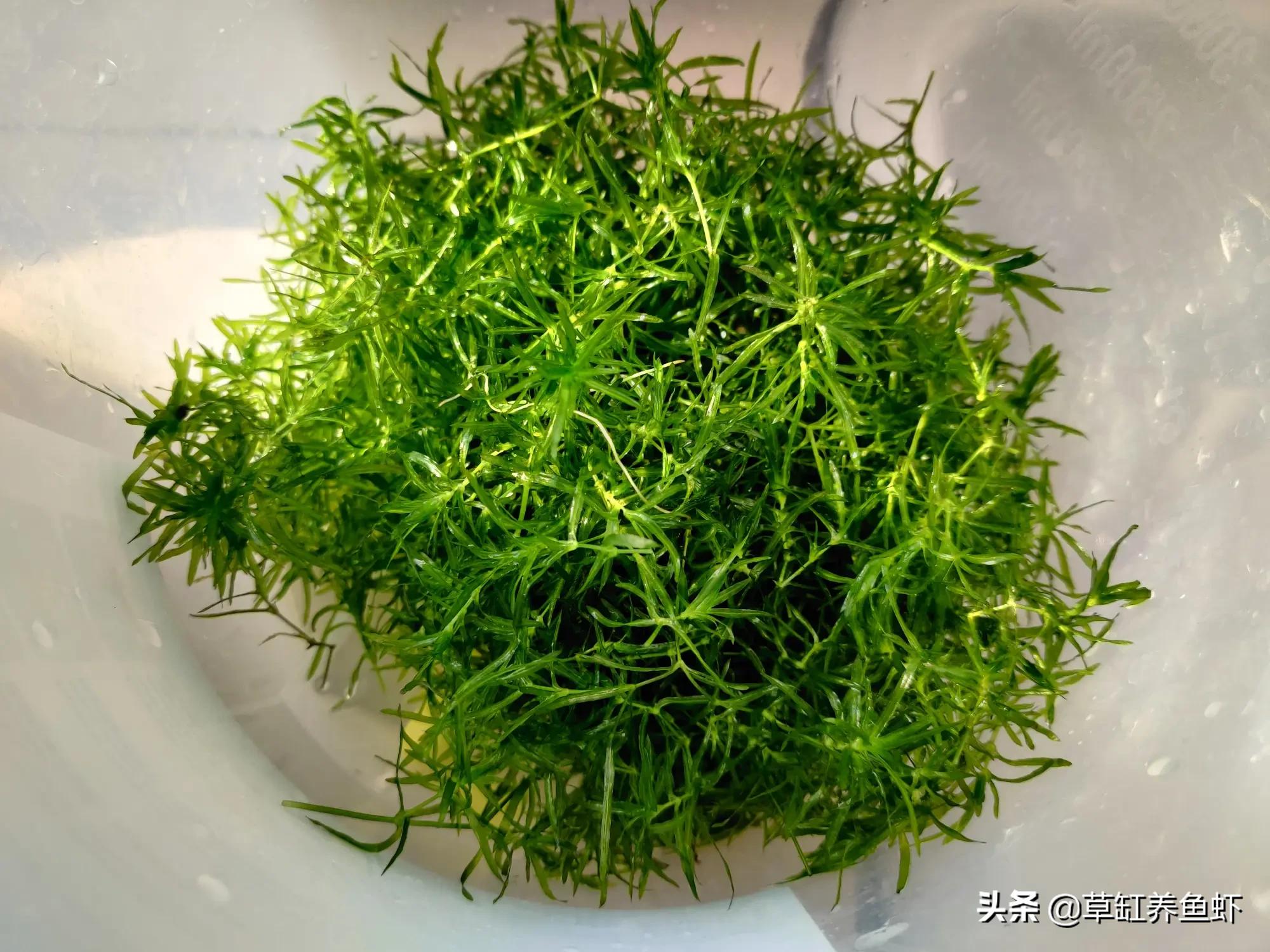 水草为什么会烂叶坏根,水草缸的水草怎样才能养好活