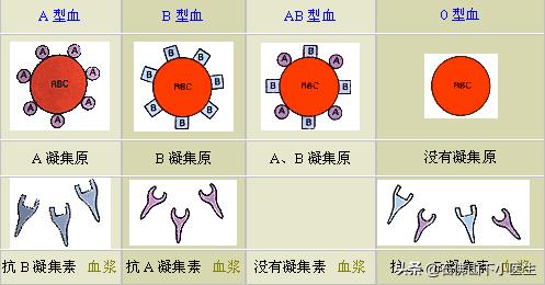 abo血型系统中什么血型最好,血型里面什么血型最好