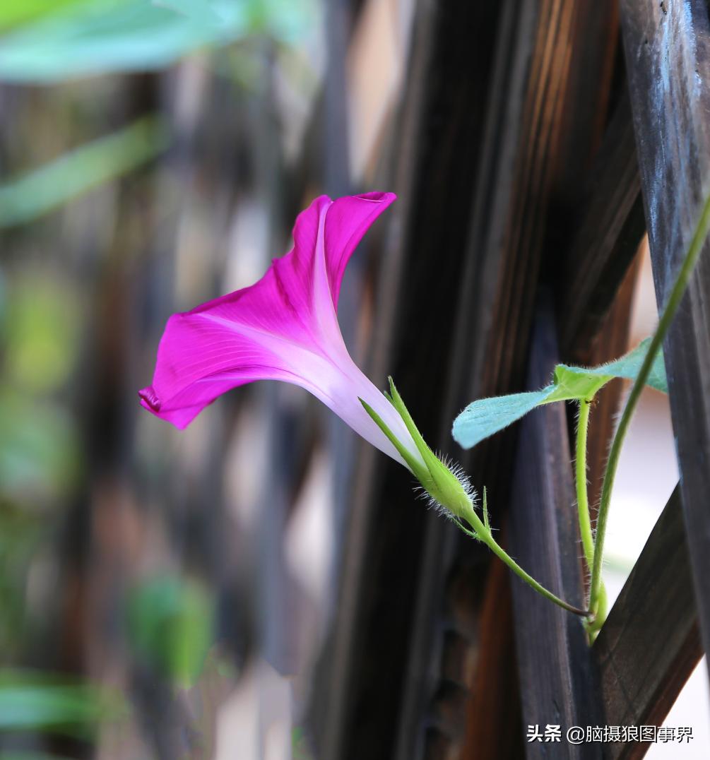 怎么拍牵牛花拍出大片的感觉,牵牛花拍照教程