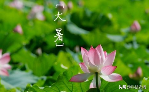 大暑的俗语有哪些,关于大暑的俗语有哪些