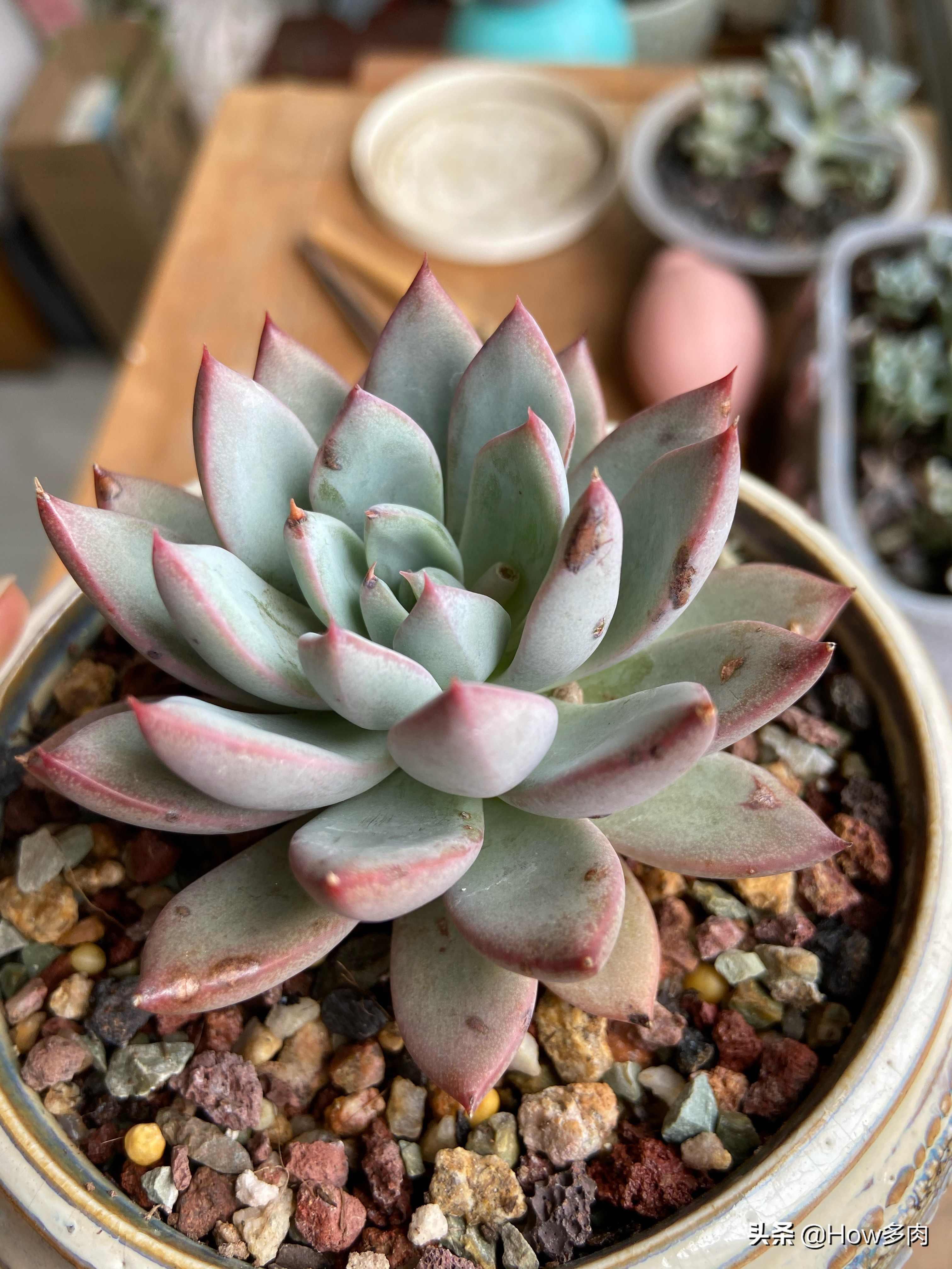 多肉叶片出现晒伤一样的黑色,多肉植物叶片上长黑斑是什么原因