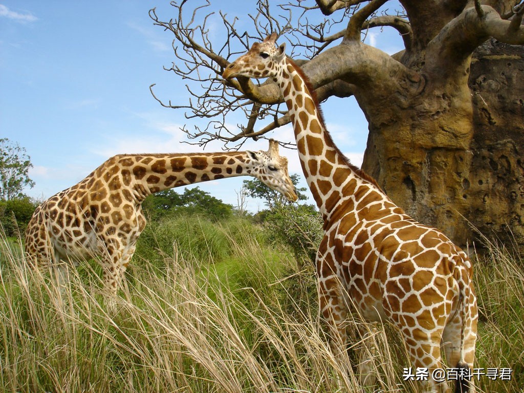 长颈鹿打斗动画,长颈鹿打架慢动作