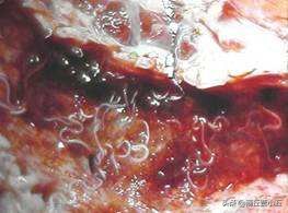 羊寄生虫预防措施,羊寄生虫怎么治