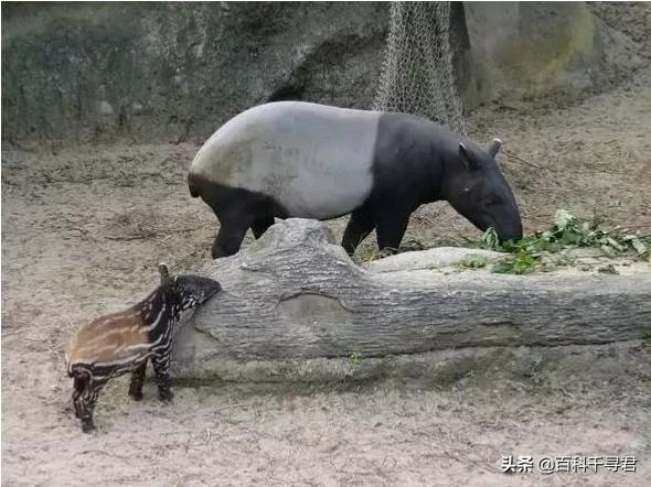 这种长着象鼻子，形似大肥猪的奇特动物，历史上曾在我国广泛分布