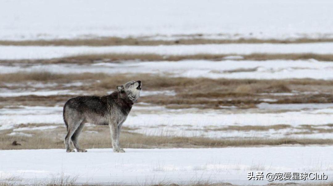 百科狼犬,真的捷克狼犬