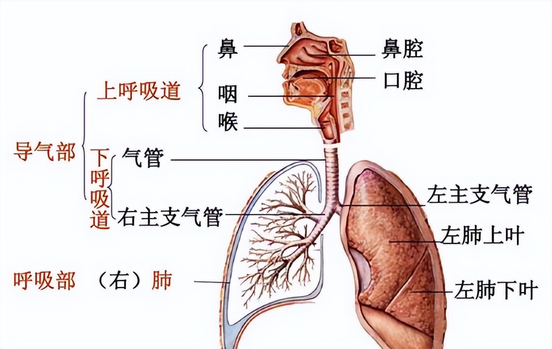 小儿喉气管炎治疗方法,中医小儿喉炎怎么治最快最有效