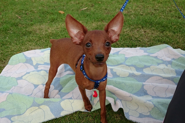 小鹿犬为什么老是喜欢站起来,小鹿犬为什么爱睡觉