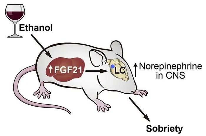 老年人的长寿与高频率的社交有关;科学家发现“快速醒酒针”,已通过小鼠实验|国际科研周报