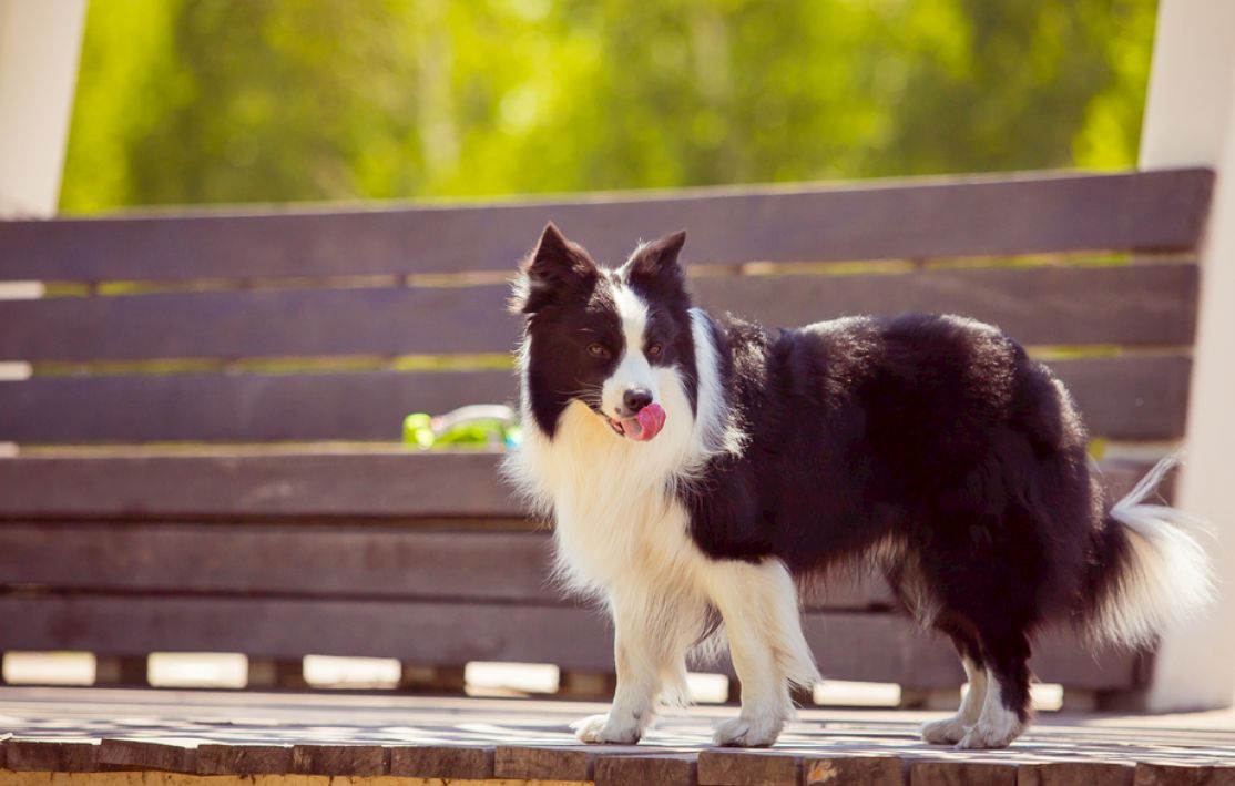 边牧这么聪明为什么养得那么少,陨石边牧缺点和优点