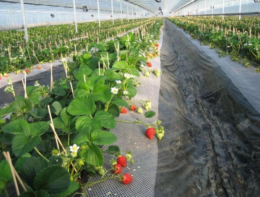 2006年日本企业投资15亿，租下山东1500亩良田，闲置5年杂草丛生