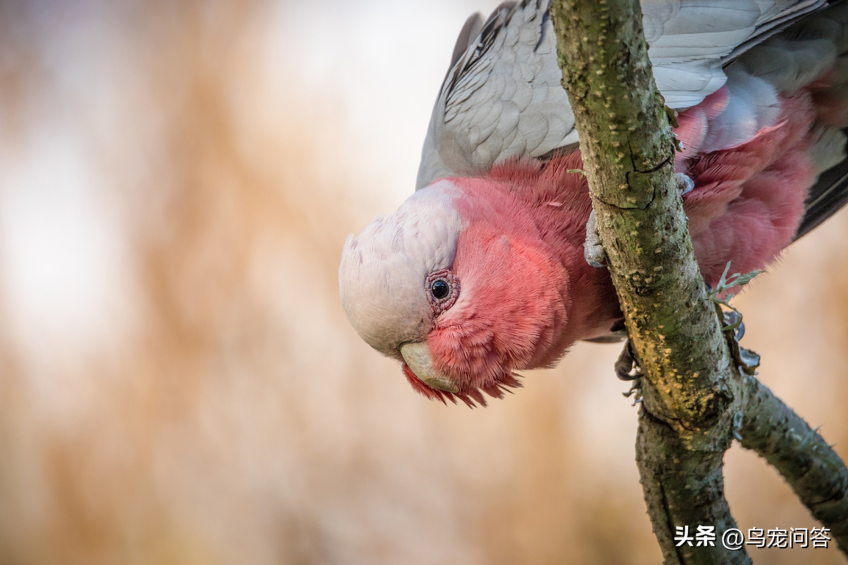 鹦鹉羽粉特别多,玄凤鹦鹉羽粉多怎么办