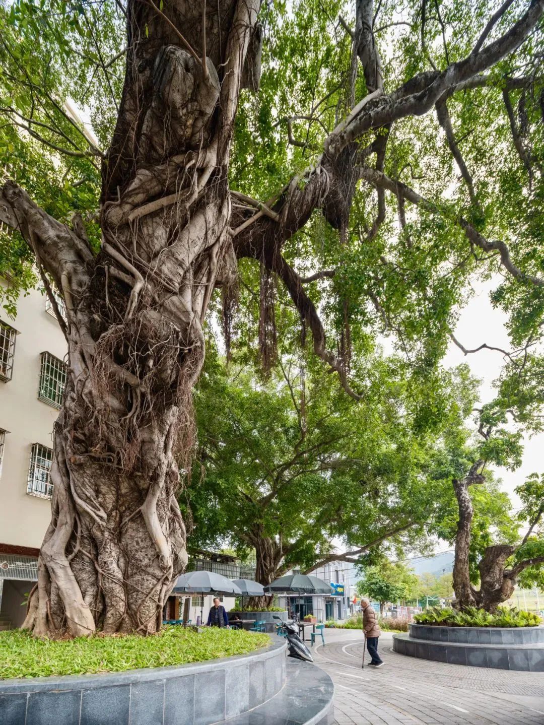 央视对农民富起来的评价,央视关注乡村