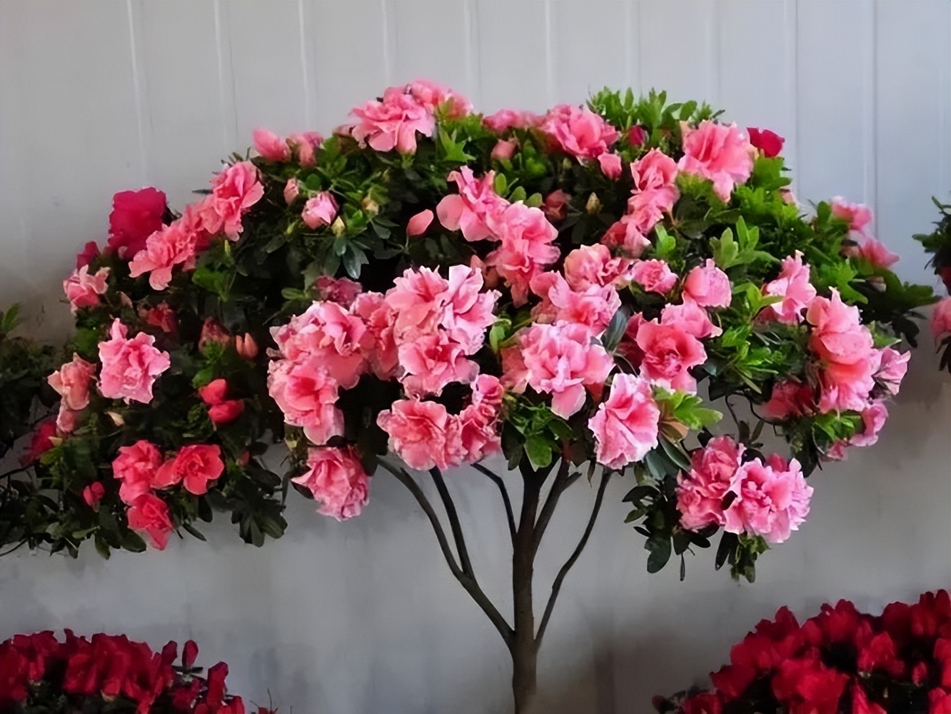 阳台上养这6种花一年四季闻清香,适合小院养的好看又常开花的花