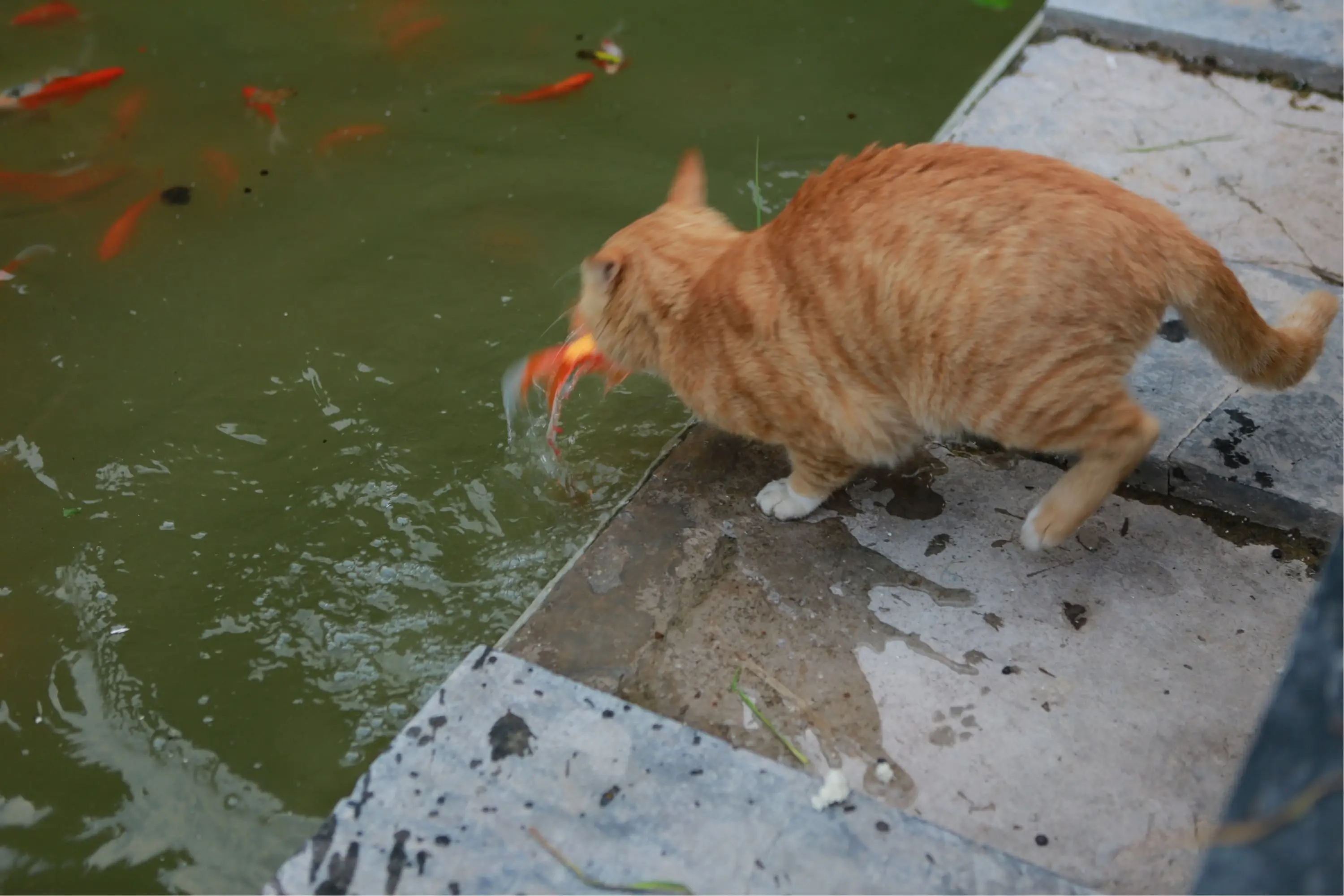 养鱼的正确方法和体验,新手养鱼小知识解析常见养鱼误区