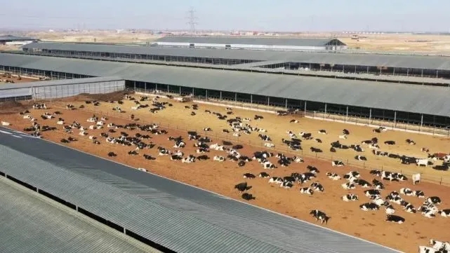 奶牛规模化养殖场建设方案,奶牛养殖场建设的标准是