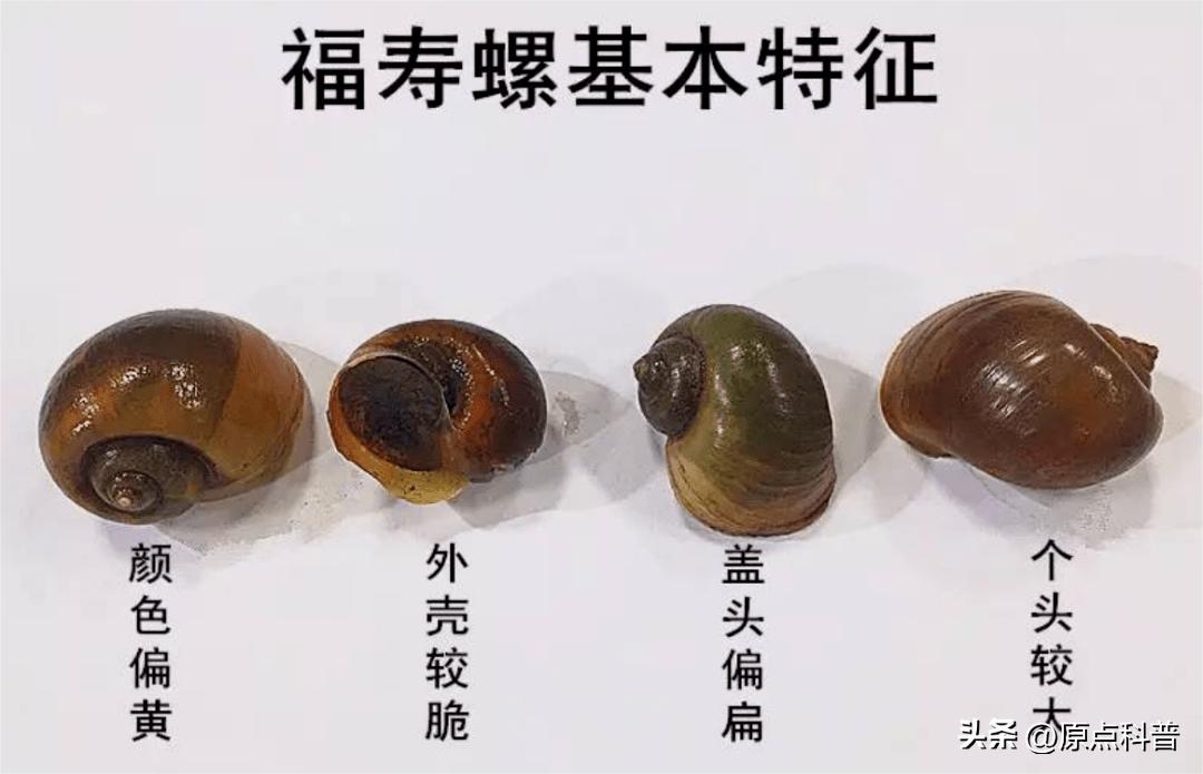 印度泛滥成灾的七大动物，自己不敢吃，想让中国当接盘侠