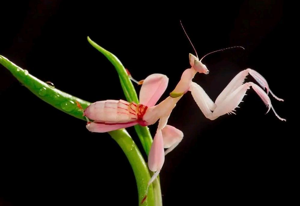 史上最凶残的昆虫,史上最凶残的五种昆虫