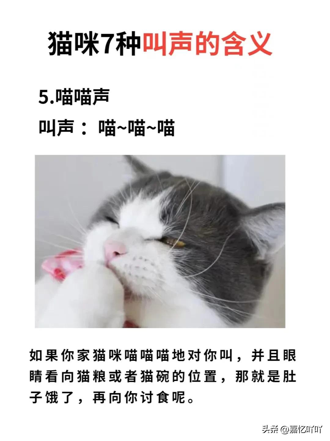 猫咪的各种叫声分别代表啥意思,猫咪各种叫声的含义