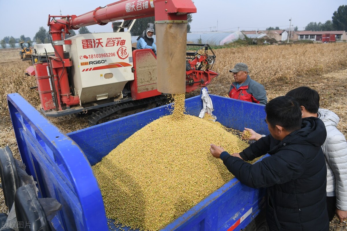 国内大豆和进口大豆价格,全中国大豆今日大豆价格