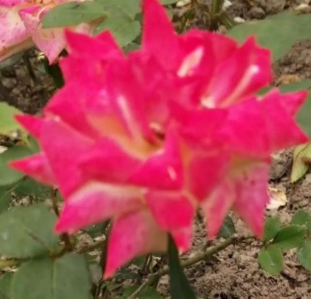 夏花开得最标准的月季花品种,月季色彩艳丽千姿百态