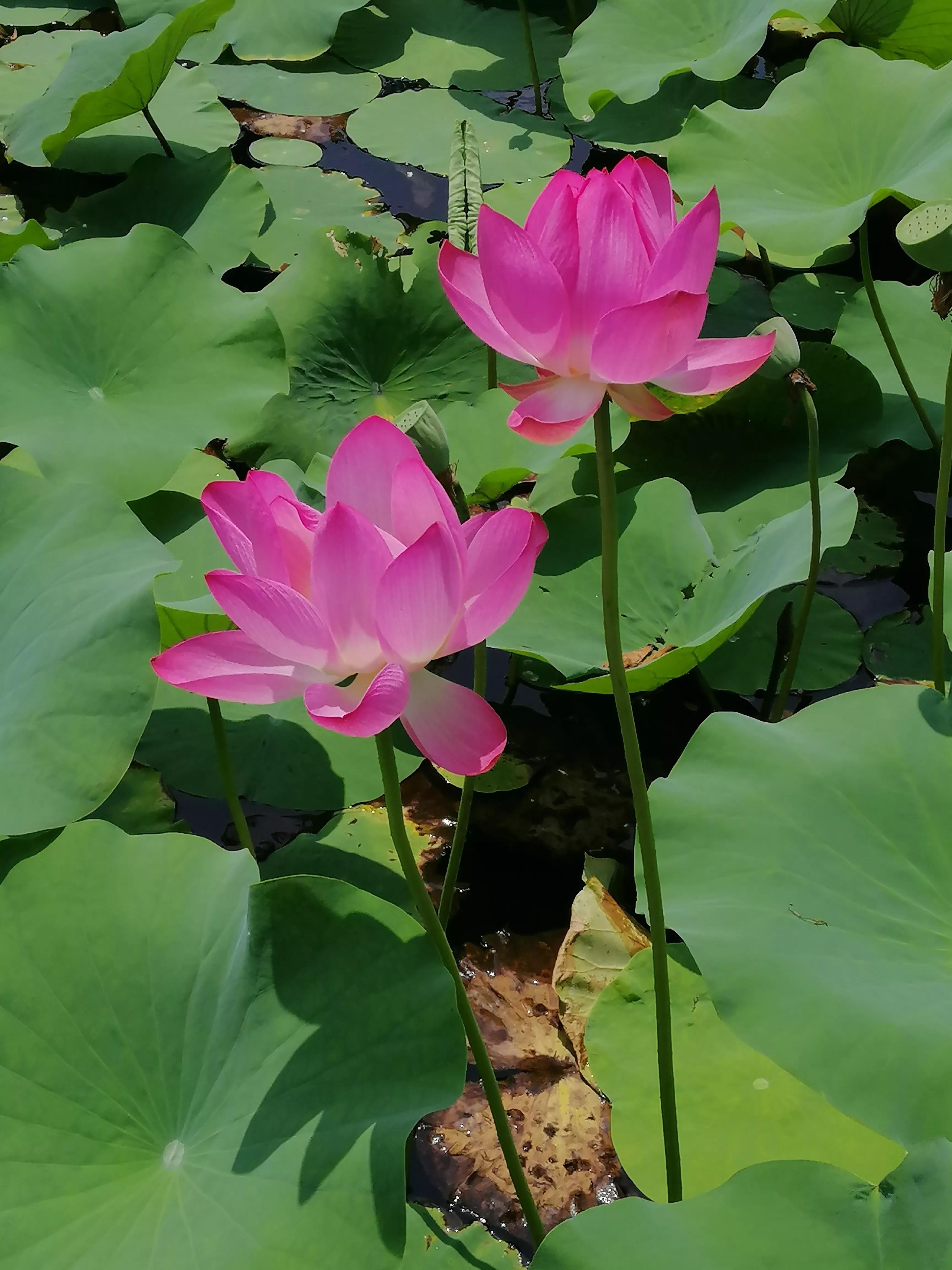 梅西的好词好句,梅西的好