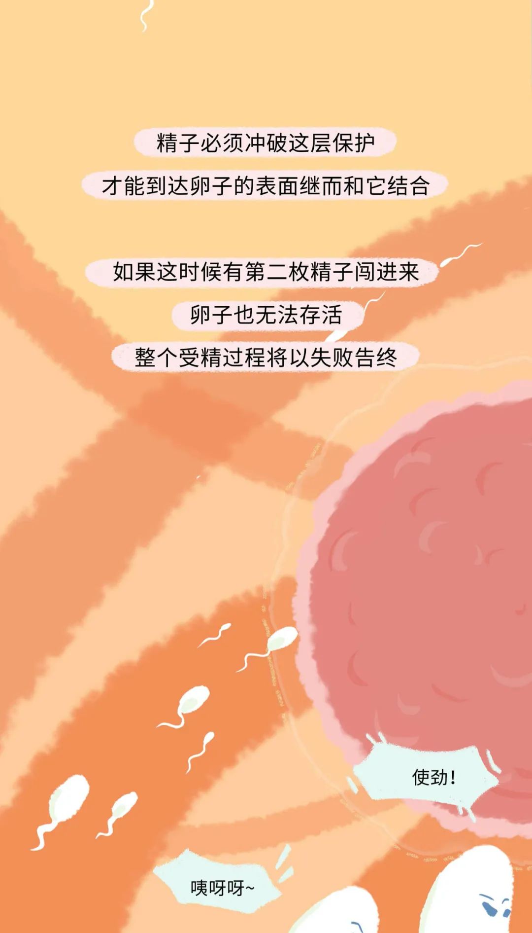 精子进入女生体内的全过程！（漫画）