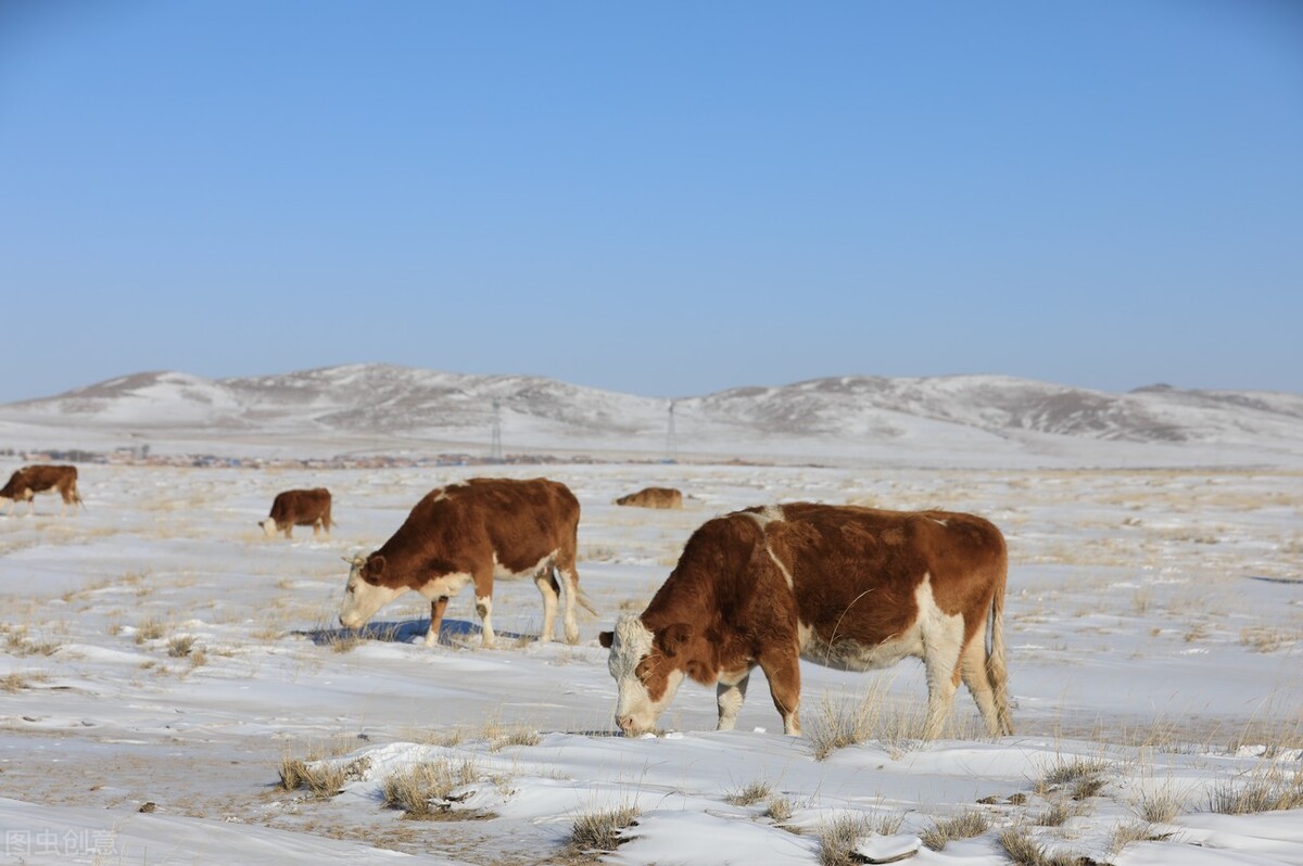西门塔尔牛价格多少钱一斤,今日西门塔尔牛价格涨跌表
