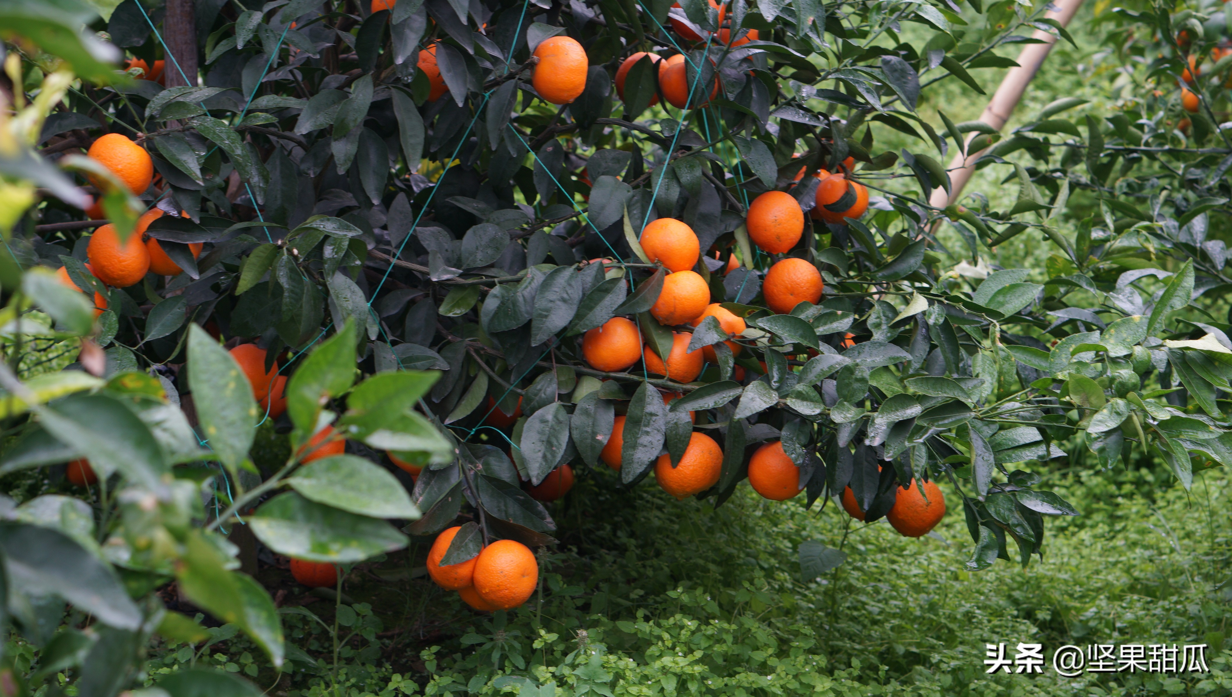 武鸣沃柑喜获丰收,沃柑发展前景最新评论