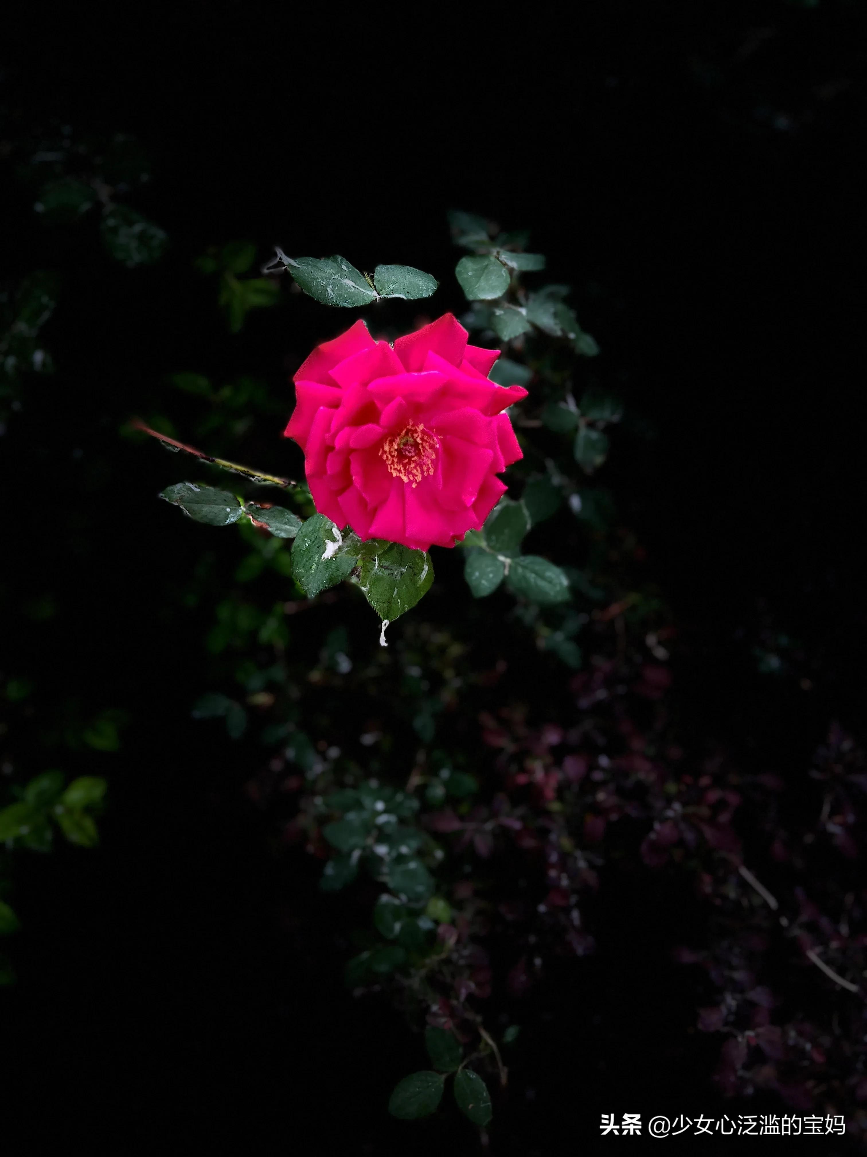 情人节送的玫瑰花怎么处理,情人节送仿真玫瑰花合适吗
