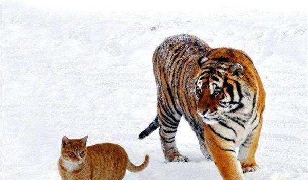 假如猫咪和老虎体型一样,老虎和猫谁是猫科动物的真正克星