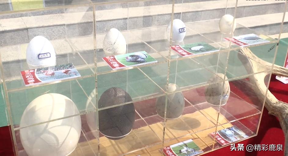 鹿泉：爱护动物共建生态家园