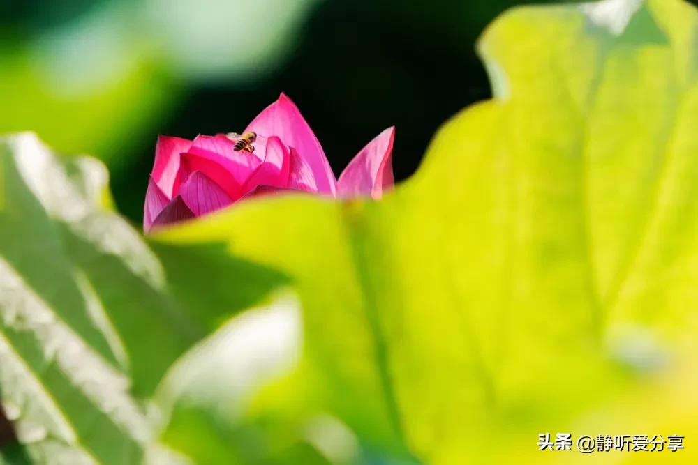 注册微头条怎样才有收益,微头条提现最低能提多少