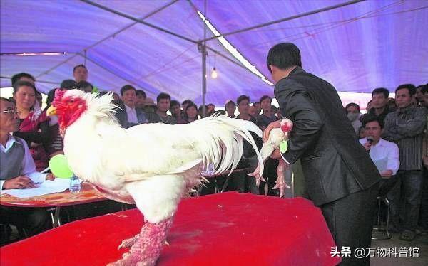 世界上最贵的十种鸡的品种,世界上最值钱的是什么鸡