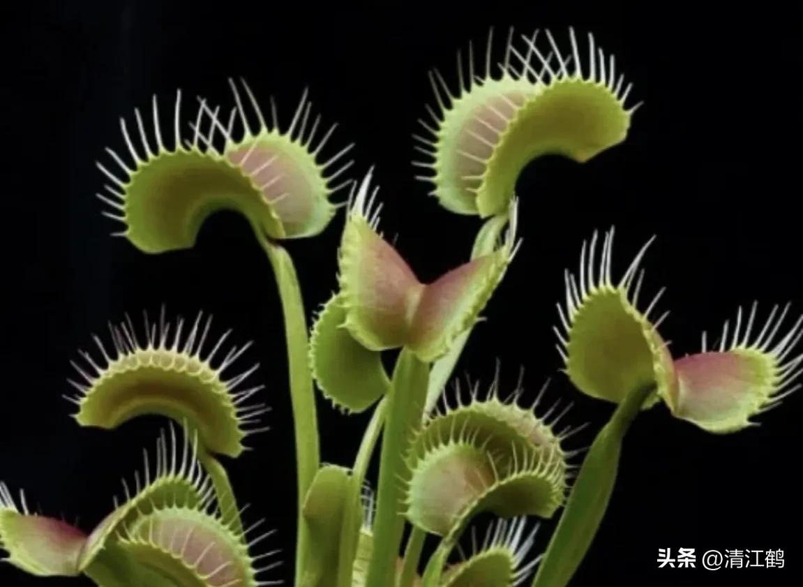 有什么推荐的食虫植物,又好看又便宜的食虫植物