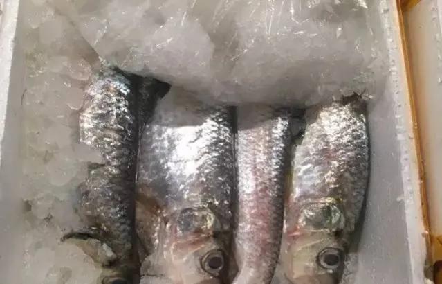 鱼类食材大全名称图片,鱼类菜谱大全100种