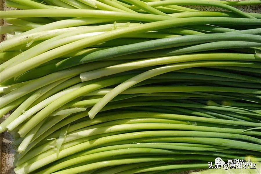 持续下跌，市场交易冷清，菜价多走下坡路