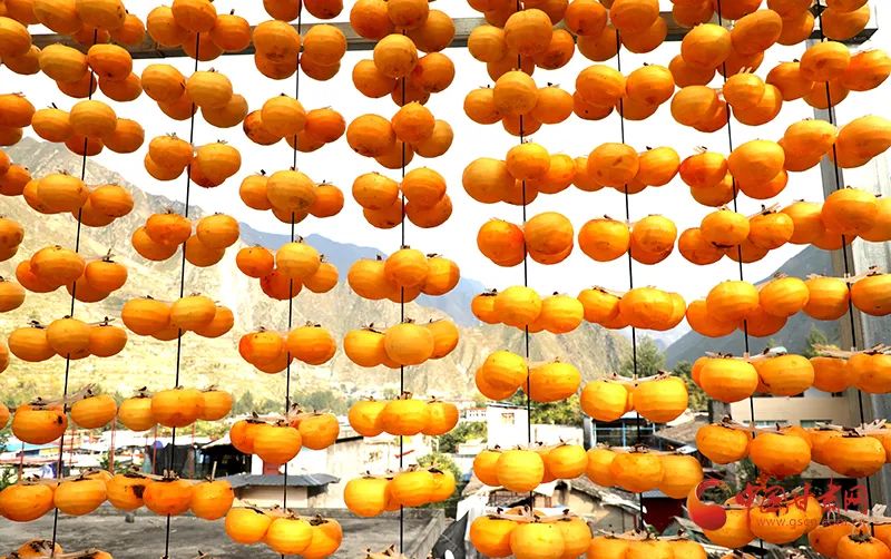 秋日好柿节,又到一年好时节